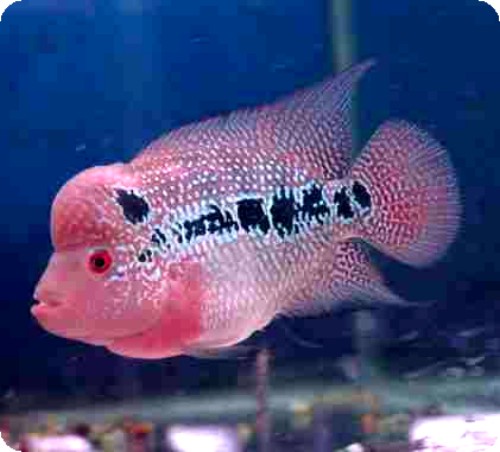 Flowerhorn - Pearl Spotted Red Dragon 2-3 inch Flowerhorn - Pearl Spotted Red Dragon 2-3 inch
